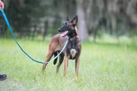 Valor, a female Belgian Malinois for sale in Tampa, FL – 7 of 7
