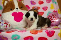 Snoopy, a male Saint Bernard for sale in Plant City, FL – Photo 1 of 3