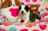 Snoopy, a male Saint Bernard for sale in Plant City, FL – Photo 2 of 3