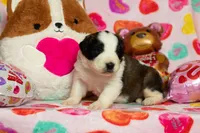 Snoopy, a male Saint Bernard for sale in Plant City, FL – Photo 3 of 3