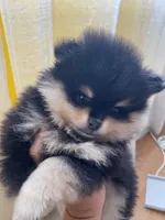 Stanley, a male Pomeranian for sale in Upper Darby, PA – 2 of 10