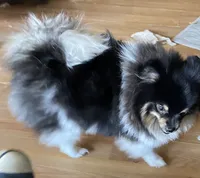 Sebastian, a male Pomeranian for sale in Upper Darby, PA – 4 of 10