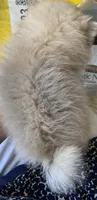 Jazz, a male Pomeranian for sale in Upper Darby, PA – 3 of 4