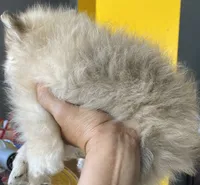 Jazz, a male Pomeranian for sale in Upper Darby, PA – 2 of 4