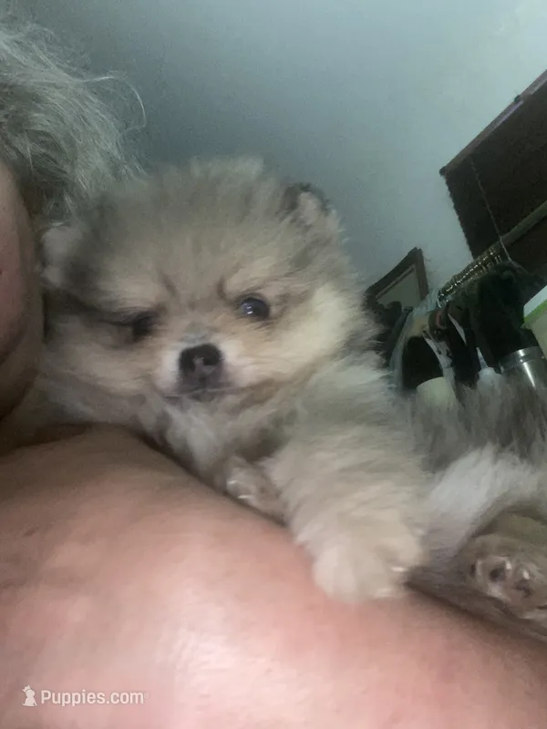 Roosevelt  – Pomeranian puppy for sale in Upper Darby, PA