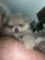 Roosevelt , a male Pomeranian for sale in Upper Darby, PA – 1 of 6