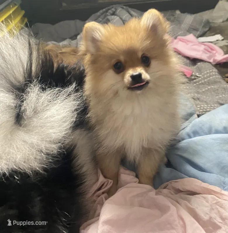 Bea – Pomeranian puppy for sale in Upper Darby, PA