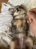 Teddy, a male Pomeranian for sale in Upper Darby, PA – 6 of 6
