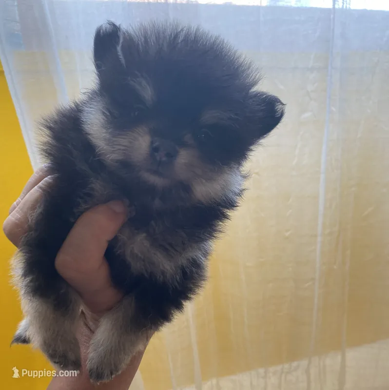 Misty – Pomeranian puppy for sale in Upper Darby, PA
