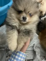 Roosevelt , a male Pomeranian for sale in Upper Darby, PA – 2 of 6