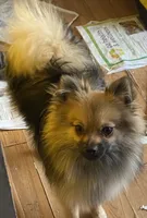 Teddy, a male Pomeranian for sale in Upper Darby, PA – 2 of 9