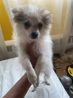 Matilda, a female Pomeranian for sale in Upper Darby, PA – 6 of 7