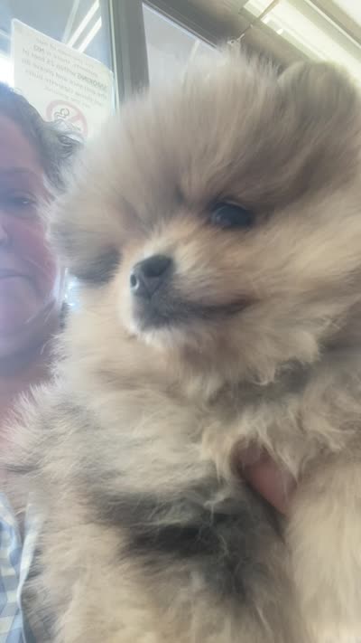 Roosevelt , a male Pomeranian for sale in Upper Darby, PA – 5 of 6