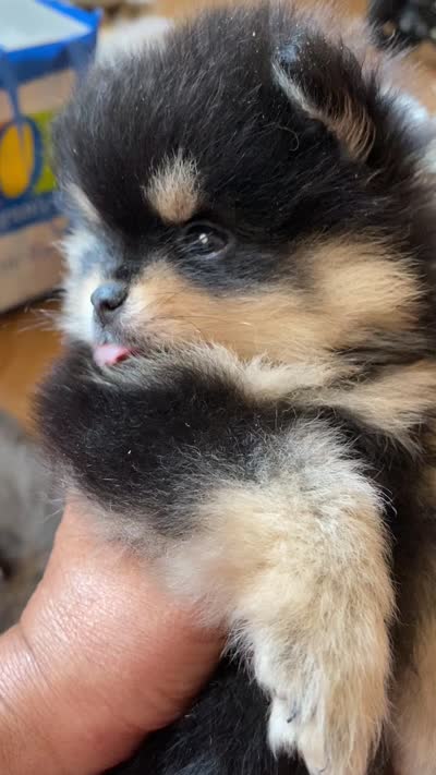 Magic, a male Pomeranian for sale in Upper Darby, PA – 10 of 10