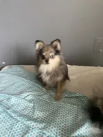 Bowie, a male Pomeranian for sale in Upper Darby, PA – 2 of 3