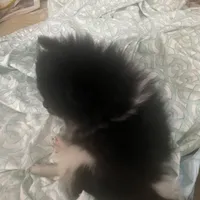Star, a female Pomeranian for sale in Upper Darby, PA – 9 of 10