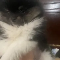 Star, a female Pomeranian for sale in Upper Darby, PA – 8 of 10