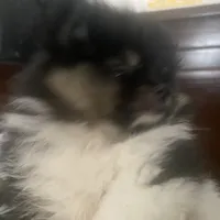 Star, a female Pomeranian for sale in Upper Darby, PA – 2 of 10