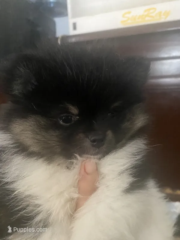 Star – Pomeranian puppy for sale in Upper Darby, PA