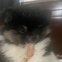 Star, a female Pomeranian for sale in Upper Darby, PA – 1 of 10