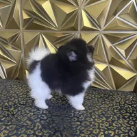 Star, a female Pomeranian for sale in Upper Darby, PA – 10 of 10