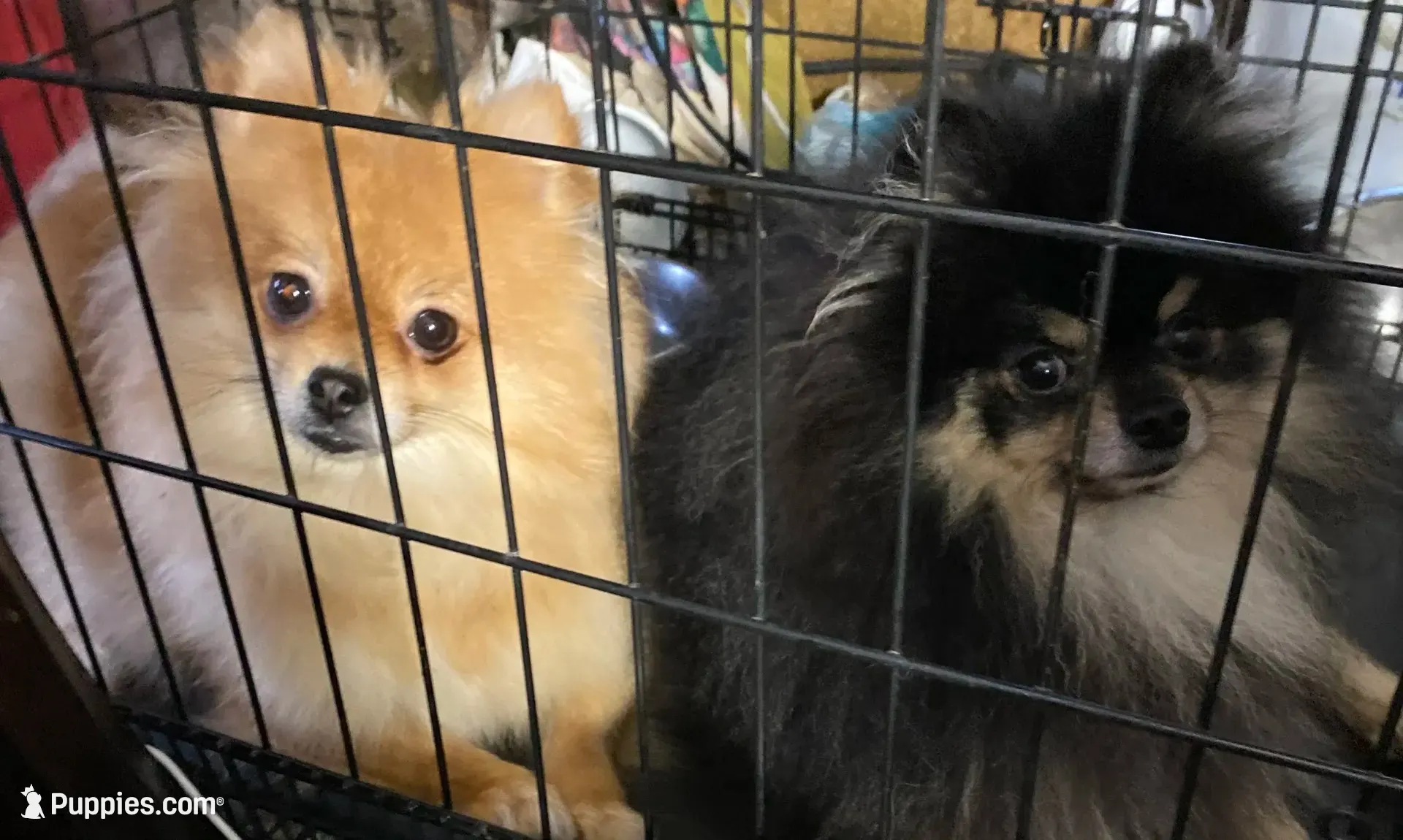 Star, a female Pomeranian for sale in Upper Darby, PA – 3 of 8