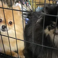 Star, a female Pomeranian for sale in Upper Darby, PA – 5 of 10
