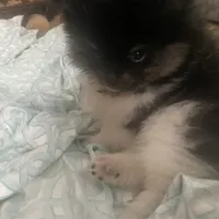 Star, a female Pomeranian for sale in Upper Darby, PA – 4 of 10