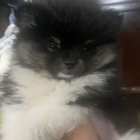 Star, a female Pomeranian for sale in Upper Darby, PA – 3 of 10