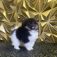 Star, a female Pomeranian for sale in Upper Darby, PA – 6 of 10
