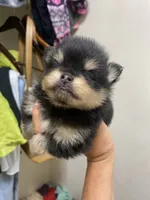 Misty, a male Pomeranian for sale in Upper Darby, PA – 3 of 8
