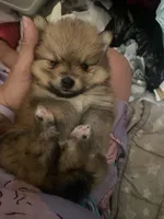 Bea, a female Pomeranian for sale in Upper Darby, PA – 3 of 4