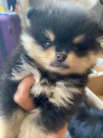 Magic, a male Pomeranian for sale in Upper Darby, PA – 8 of 10