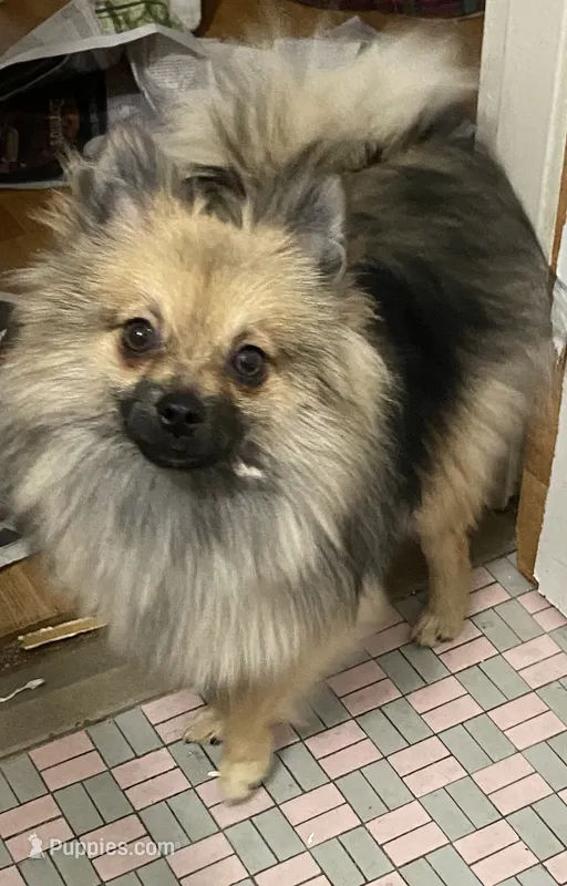 Teddy – Pomeranian puppy for sale in Upper Darby, PA