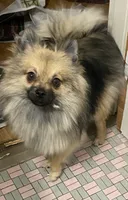 Teddy, a male Pomeranian for sale in Upper Darby, PA – 1 of 9