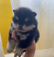Misty, a male Pomeranian for sale in Upper Darby, PA – 8 of 8
