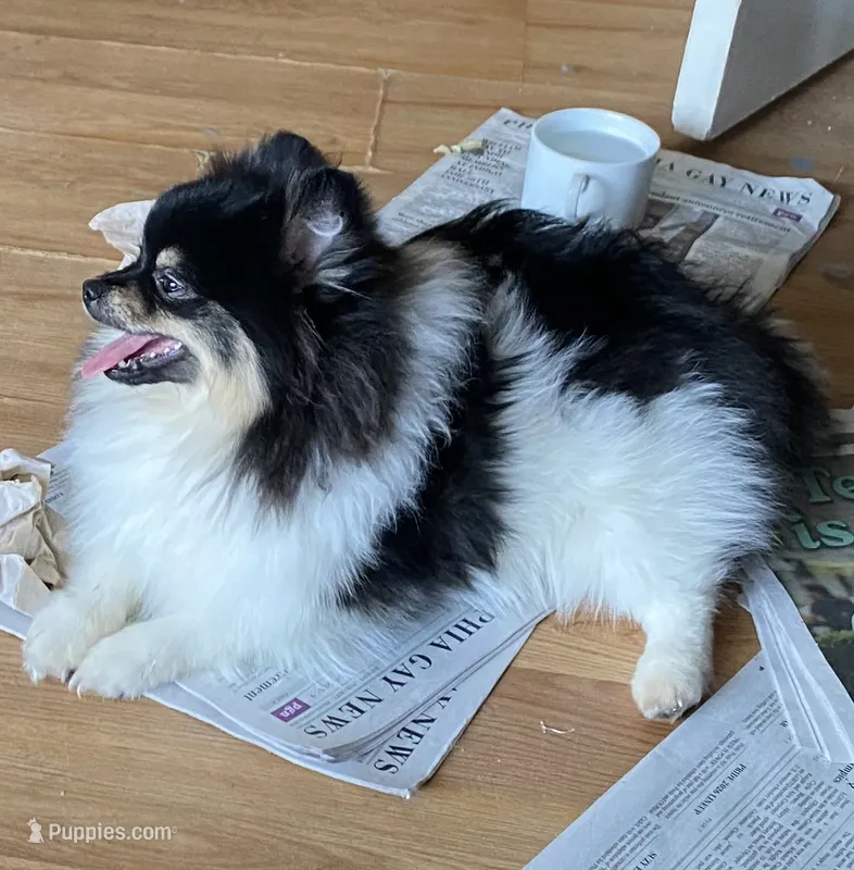 Sebastian – Pomeranian puppy for sale in Upper Darby, PA