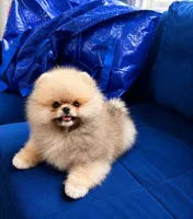 Winnie, a female Pomeranian for sale in Upper Darby, PA – 3 of 4