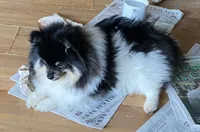 Sebastian , a male Pomeranian for sale in Upper Darby, PA – 3 of 7