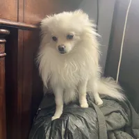 Lucy, a female Pomeranian for sale in Upper Darby, PA – 6 of 6