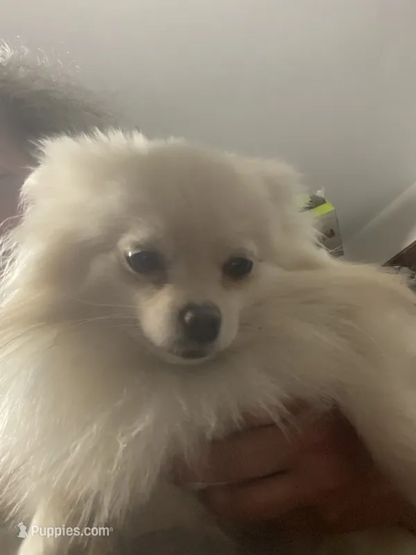 Lucy – Pomeranian puppy for sale in Upper Darby, PA