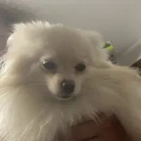 Lucy, a female Pomeranian for sale in Upper Darby, PA – 1 of 6