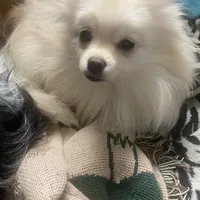 Lucy, a female Pomeranian for sale in Upper Darby, PA – 2 of 6