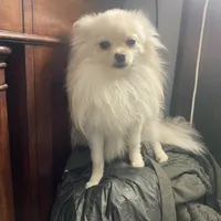 Lucy, a female Pomeranian for sale in Upper Darby, PA – 5 of 6