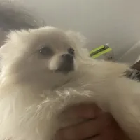 Lucy, a female Pomeranian for sale in Upper Darby, PA – 4 of 6
