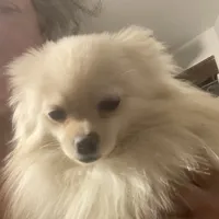 Lucy, a female Pomeranian for sale in Upper Darby, PA – 3 of 6