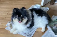 Sebastian, a male Pomeranian for sale in Upper Darby, PA – 3 of 10