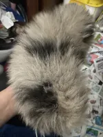 Roosevelt , a male Pomeranian for sale in Upper Darby, PA – 4 of 6