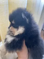 Stanley, a male Pomeranian for sale in Upper Darby, PA – 10 of 10