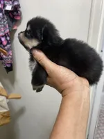 Misty, a male Pomeranian for sale in Upper Darby, PA – 4 of 8